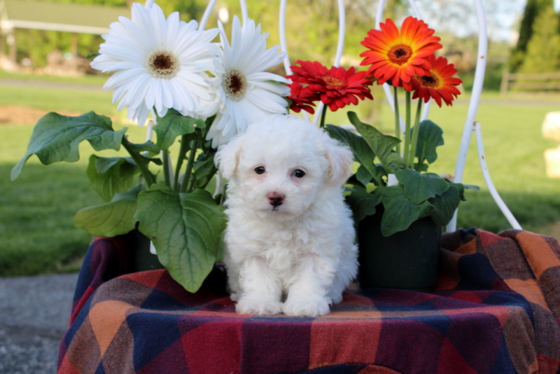 puppy, for, sale, Toy Poodle, Matthew B. Stoltzfus, dog, breeder, Gap, PA, dog-breeder, puppy-for-sale, forsale, nearby, find, puppyfind, locator, puppylocator, aca